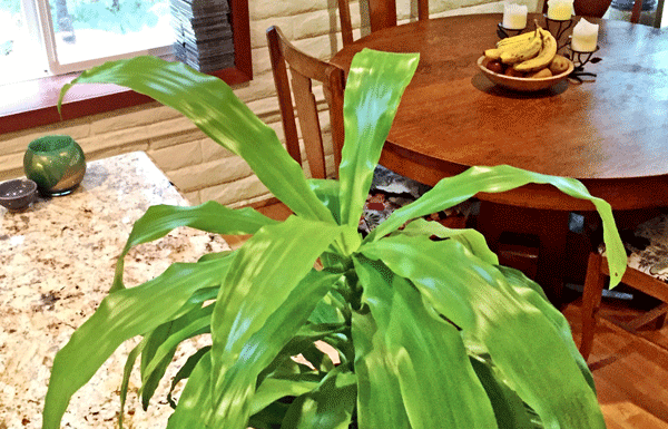 The Mountain Gardener: “Houseplants and How to grow them in winter”