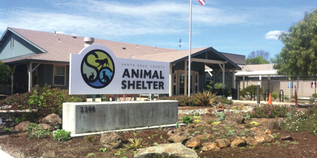 Image for display with article titled Santa Cruz County Animal Shelter Introduces ‘Summer Love’ Pet Adoption Special