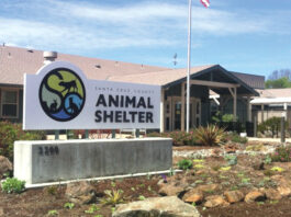 Inside Santa Cruz County Animal Shelter Santa Cruz County Animal Shelter