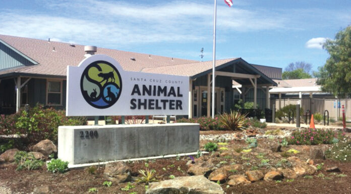 Santa Cruz County Animal Shelter introduces ‘Summer Love’ pet adoption special Santa Cruz County Animal Shelter
