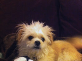 Pet contest – Rocky