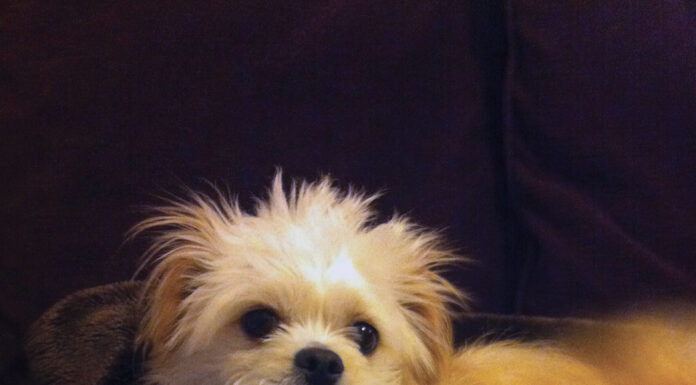 Pet contest – Rocky