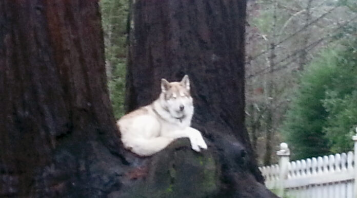 Pet photo contest – Wile E.
