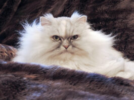 Pet photo contest – Gracie