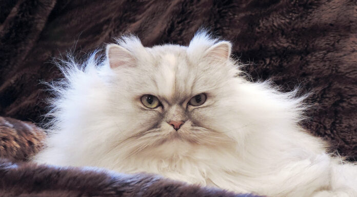 Pet photo contest – Gracie