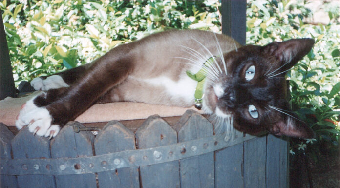 Pet photo contest – Simon