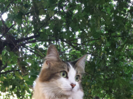 Pet contest – Sapphire