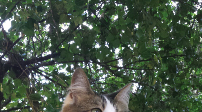 Pet contest – Sapphire