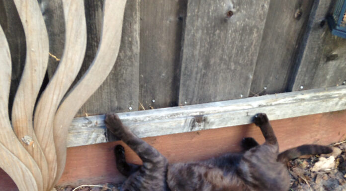 Pet photo contest – Dalii