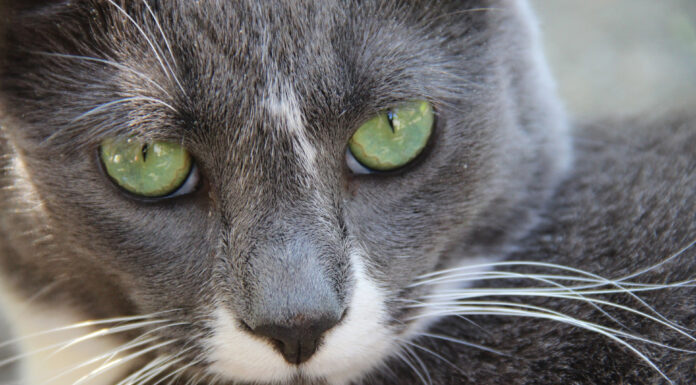 Pet photo contest – Green Bean
