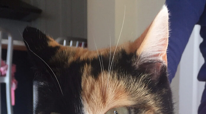 Pet photo contest – Elsa