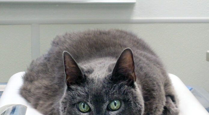 Pet photo contest – ZsaZsa