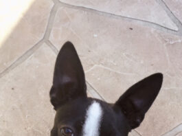 Pet photo contest – Black and white