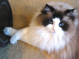 Pet photo contest – Max