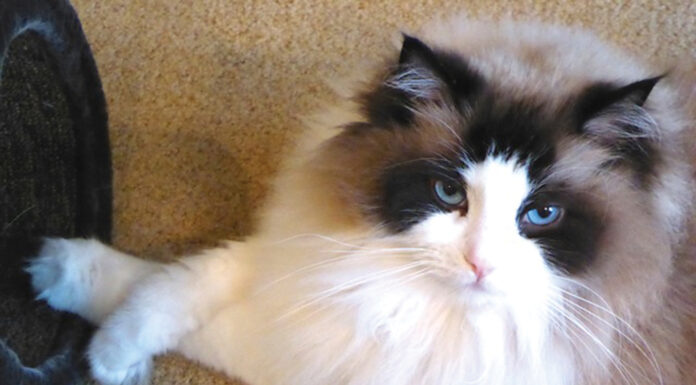 Pet photo contest – Max