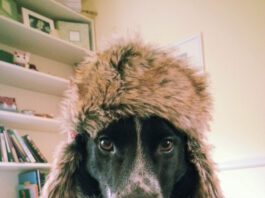 Pet contest – Lexi