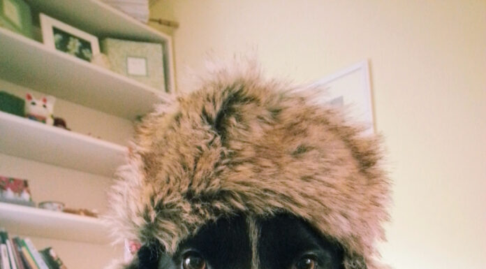 Pet contest – Lexi