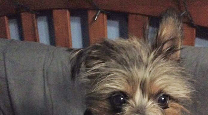 Pet photo contest – So Cute!
