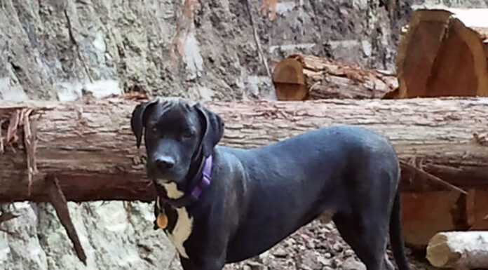 Pet photo contest – Pakkun