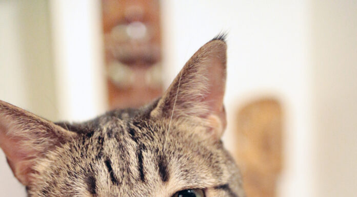 Pet photo contest – Snufkin