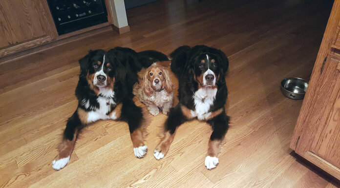 Pet photo contest – Zin, Gypsy and Syrah
