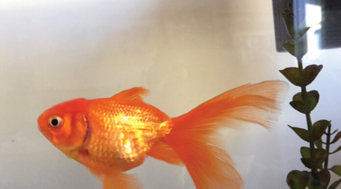 Pet photo contest – Camden’s beauty