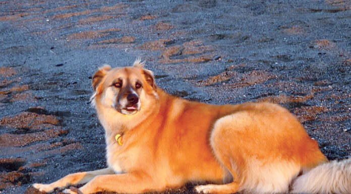 Pet photo contest – Sunset Katey
