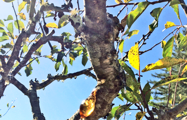 Prune fruit trees, increase fruit yield