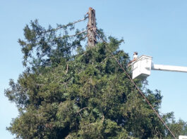 Felton memorial tree removed