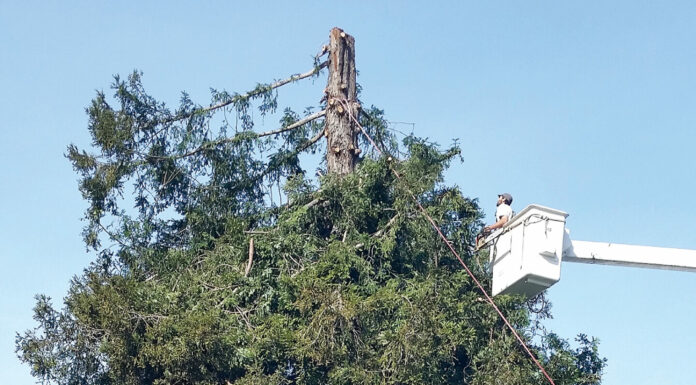 Felton memorial tree removed