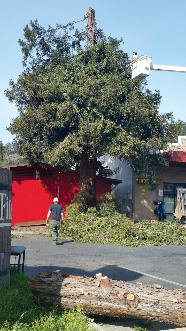 Felton memorial tree removed