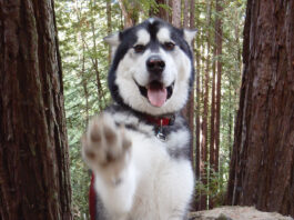 Pet photo contest – Shake on it?