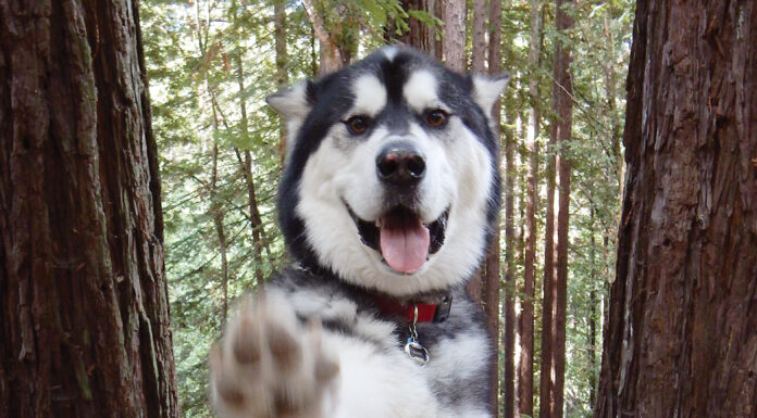 Pet photo contest – Shake on it?