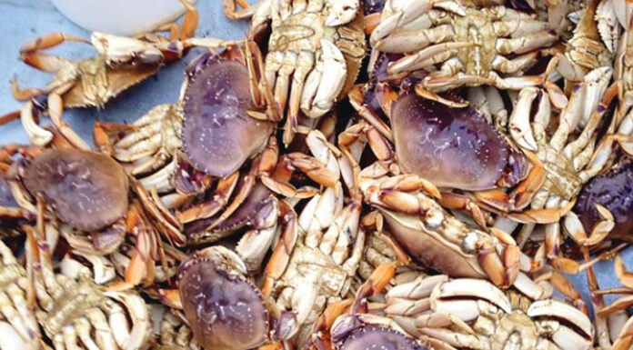 Crabs safe to eat!