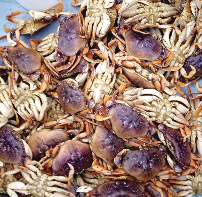 Crabs safe to eat!