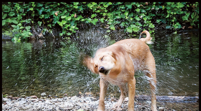 Pet photo contest winner