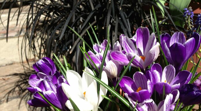 Things to do in the March garden