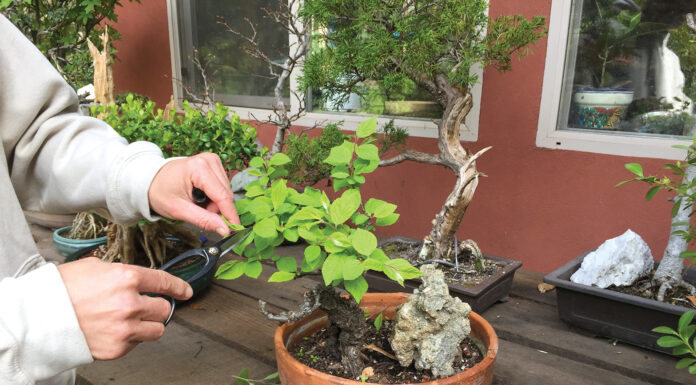 Bonsai bonanza