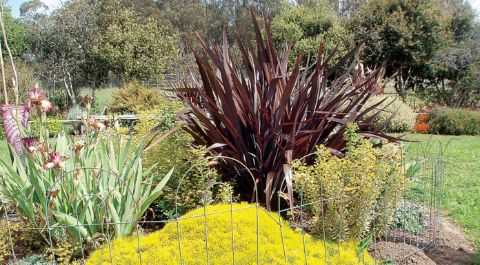 Have color in your garden, no matter the season