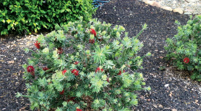 Water smart plants