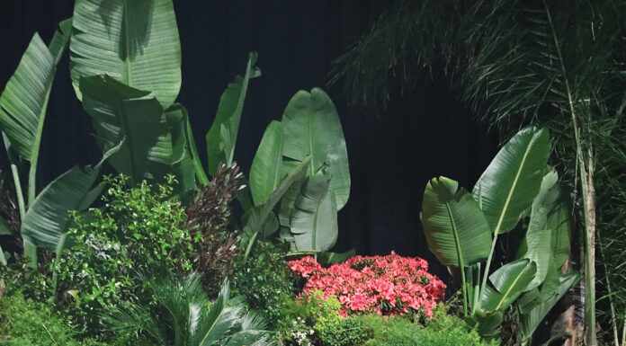 A day at the San Francisco Flower & Garden Show