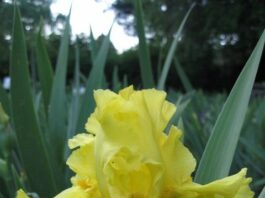 Brook Lomond Iris Farm educational, inspirational