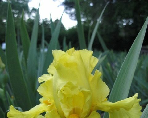 Brook Lomond Iris Farm educational, inspirational