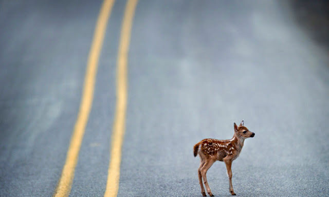 Land Trust collecting funds for ‘wildlife tunnel’