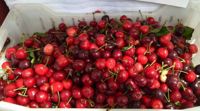 Do you want to be a ‘locavore?’