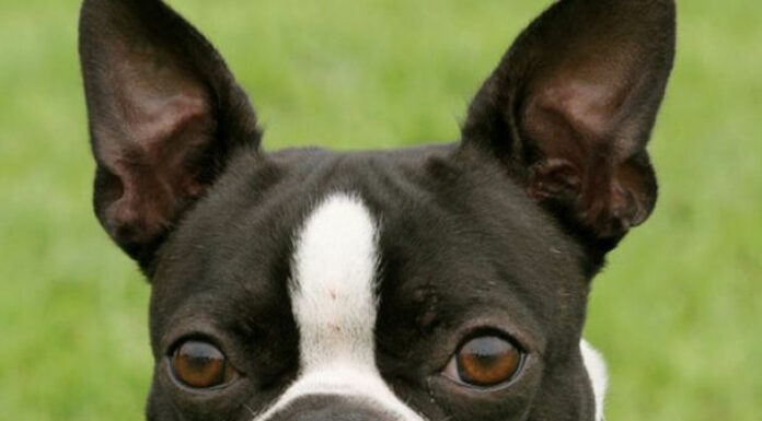 34 dogs rescued in Scotts Valley