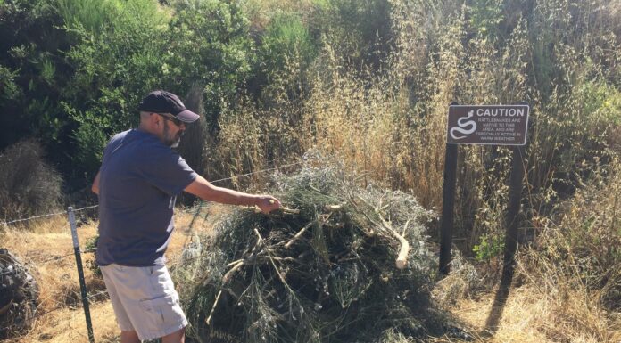 French broom cutting begins
