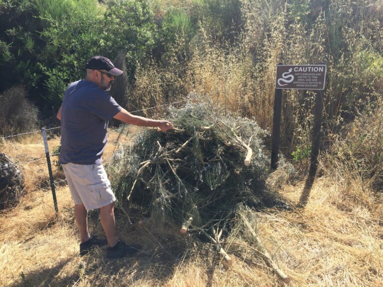 French broom cutting begins