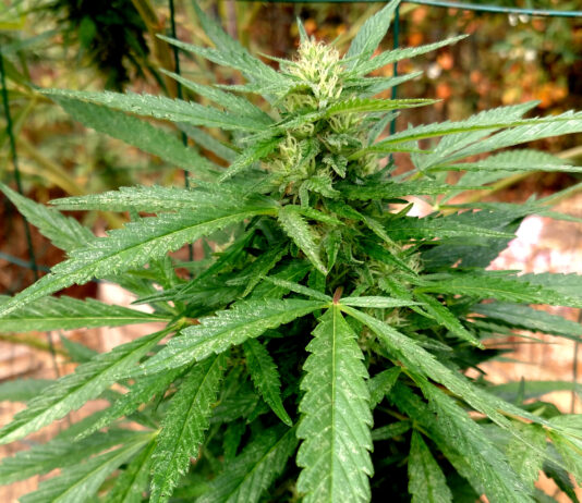 Report: Regulate pot farms