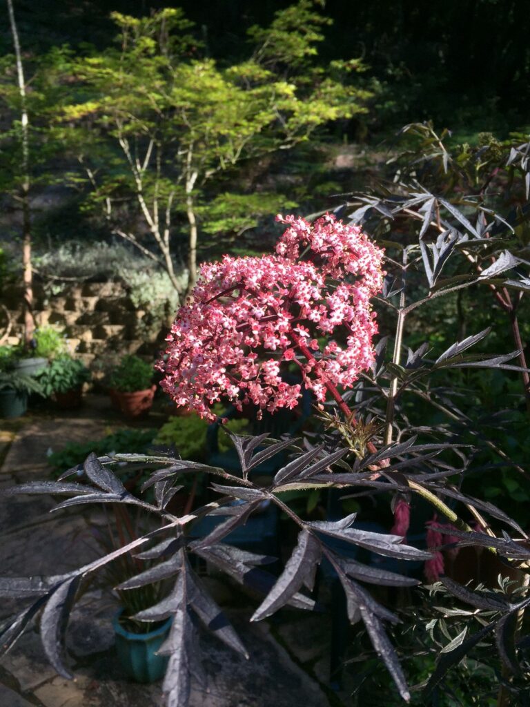 Small successes in a shady garden